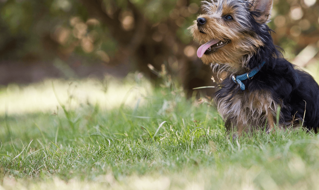 Riverside Boarding Kennels